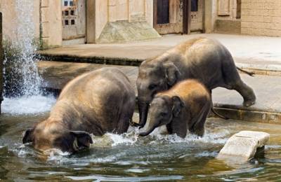 Słonie w zoo w Hanowerze